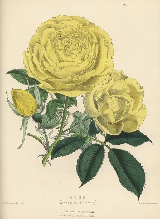 Framed Print : Yellow hybrid rose, Glazenwood Beauty Framed Print : Yellow hybrid rose, Glazenwood Beauty
