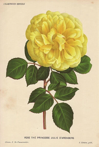 Yellow hybrid rose, Princesse Julie d'Arenberg