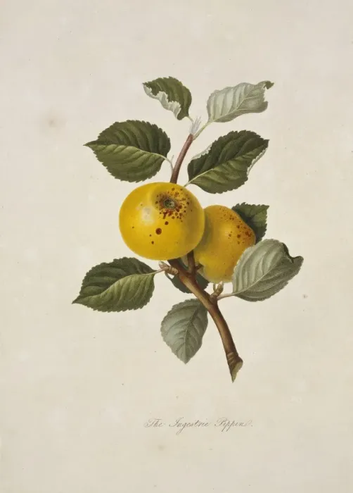 Framed Print : Yellow Ingestrie Pippin Apple Framed Print : Yellow Ingestrie Pippin Apple