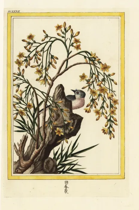 Framed Print : Yellow jasmine, Jasminum odoratissimum Framed Print : Yellow jasmine, Jasminum odoratissimum