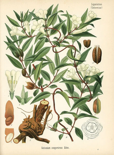 Yellow jessamine or jasmine, Gelsemium sempervirens