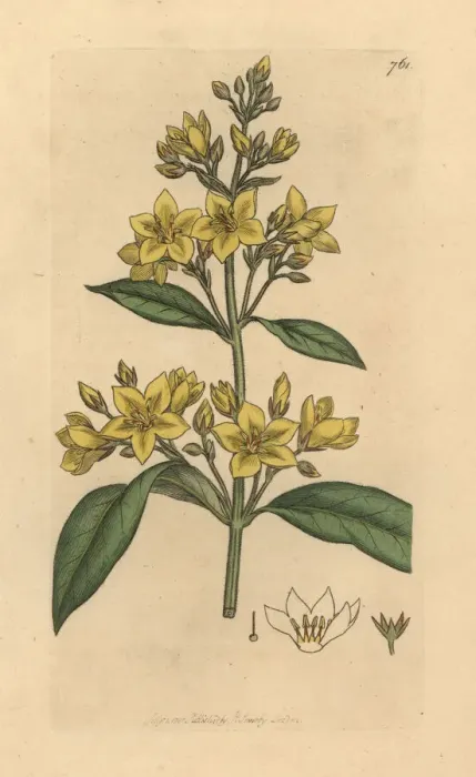 Framed Print : Yellow loosestrife, Lysimachia vulgaris Framed Print : Yellow loosestrife, Lysimachia vulgaris