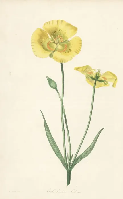 Framed Print : Yellow mariposa lily, Calochortus luteus Framed Print : Yellow mariposa lily, Calochortus luteus