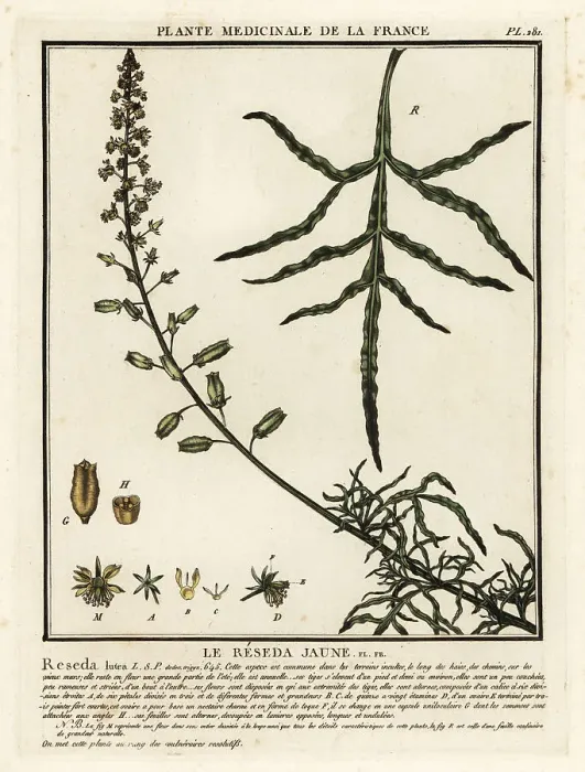 Framed Print : Yellow mignonette, Reseda lutea Framed Print : Yellow mignonette, Reseda lutea