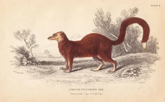 Framed Print : Yellow mongoose, Cynictis penicillata (Cynictis steedmanni) Framed Print : Yellow mongoose, Cynictis penicillata (Cynictis steedmanni)
