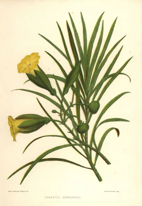 Framed Print : Yellow oleander, Thevetia nerifolia Framed Print : Yellow oleander, Thevetia nerifolia