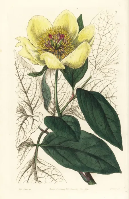 Framed Print : Yellow peony, Paeonia daurica subsp. wittmanniana Framed Print : Yellow peony, Paeonia daurica subsp. wittmanniana