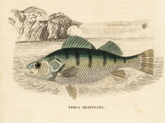 Framed Print : Yellow perch, Perca flavescens