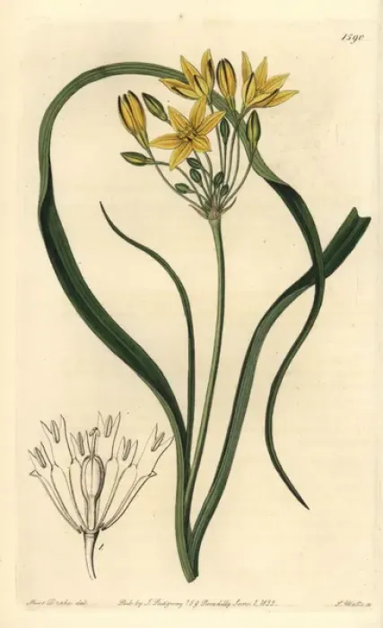 Framed Print : Yellow prettyface, Triteleia ixioides subsp ixioides Framed Print : Yellow prettyface, Triteleia ixioides subsp ixioides
