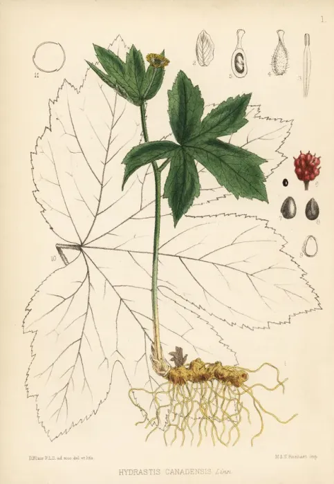 Framed Print : Yellow puccoon or goldenseal, Hydrastis canadensis Framed Print : Yellow puccoon or goldenseal, Hydrastis canadensis