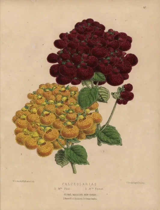 Framed Print : Yellow and red calceolaria varieties, Mrs Paul Framed Print : Yellow and red calceolaria varieties, Mrs Paul