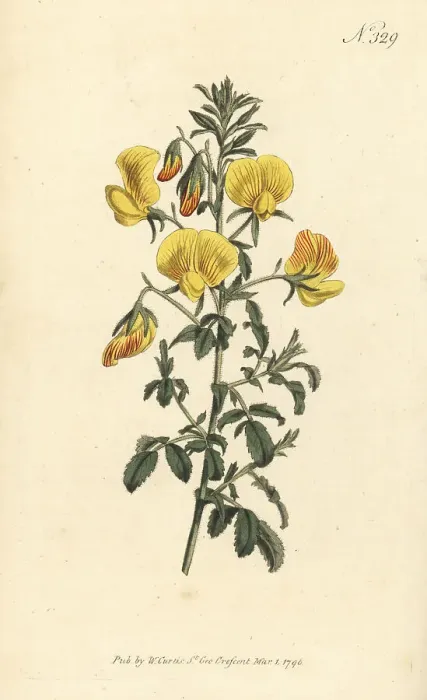 Framed Print : Yellow restharrow, Ononis natrix Framed Print : Yellow restharrow, Ononis natrix