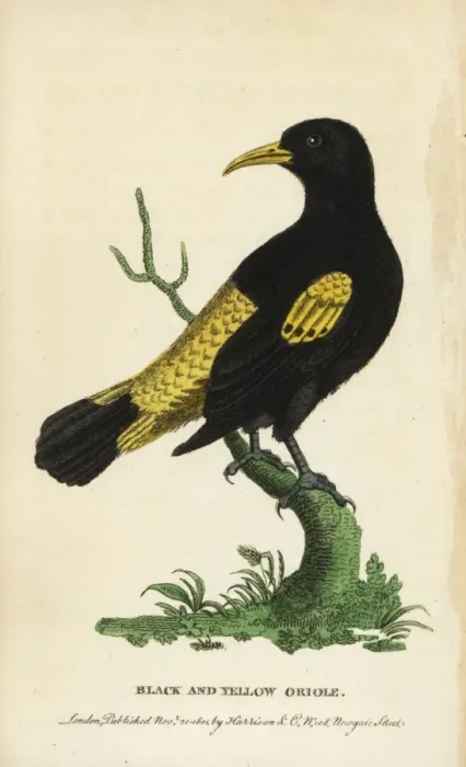 Framed Print : Yellow rumped cacique, Cacicus cela