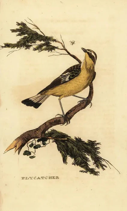 Framed Print : Yellow-rumped flycatcher, Ficedula zanthopygia Framed Print : Yellow-rumped flycatcher, Ficedula zanthopygia