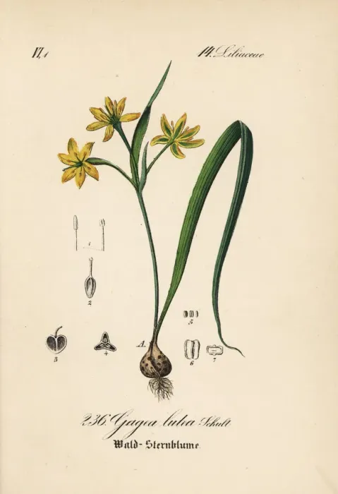 Framed Print : Yellow Star-of-Bethlehem, Gagea lutea Framed Print : Yellow Star-of-Bethlehem, Gagea lutea