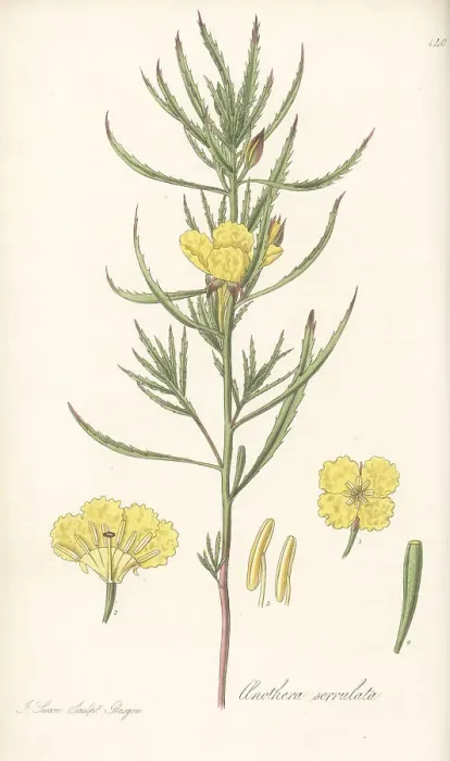 Framed Print : Yellow sundrops, Calylophus serrulatus Framed Print : Yellow sundrops, Calylophus serrulatus