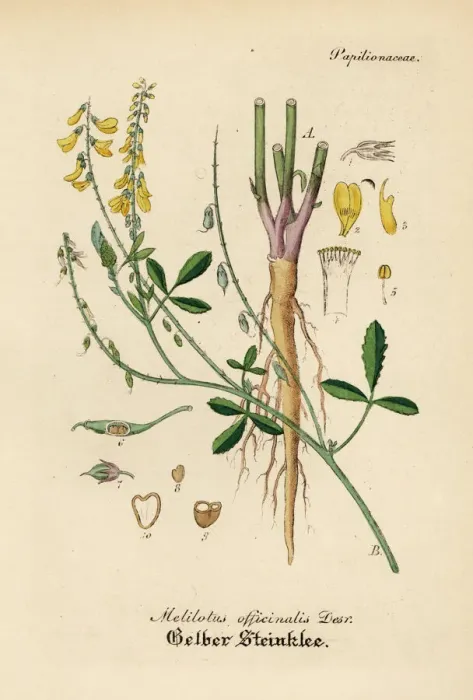 Framed Print : Yellow sweet clover or melilot, Melilotus officinalis Framed Print : Yellow sweet clover or melilot, Melilotus officinalis