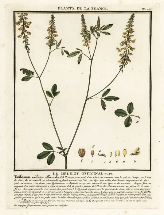 Framed Print : Yellow sweet clover, yellow melilot, ribbed melilot, Melilotus m Framed Print : Yellow sweet clover, yellow melilot, ribbed melilot, Melilotus m
