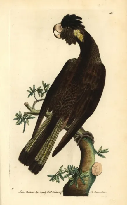 Framed Print : Yellow-tailed black cockatoo, Calyptorhynchus funereus Framed Print : Yellow-tailed black cockatoo, Calyptorhynchus funereus