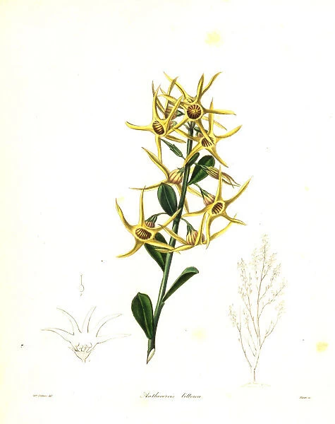 Yellow tailflower or sea-coast anthocercis