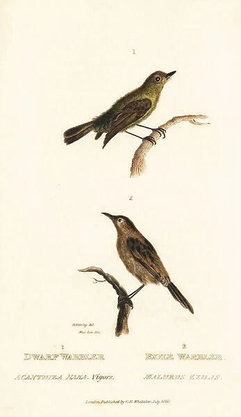 Yellow thornbill and golden-headed cisticola