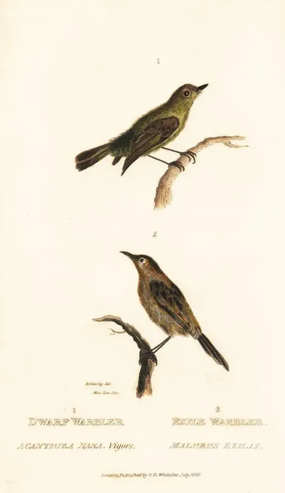 Framed Print : Yellow thornbill and golden-headed cisticola Framed Print : Yellow thornbill and golden-headed cisticola