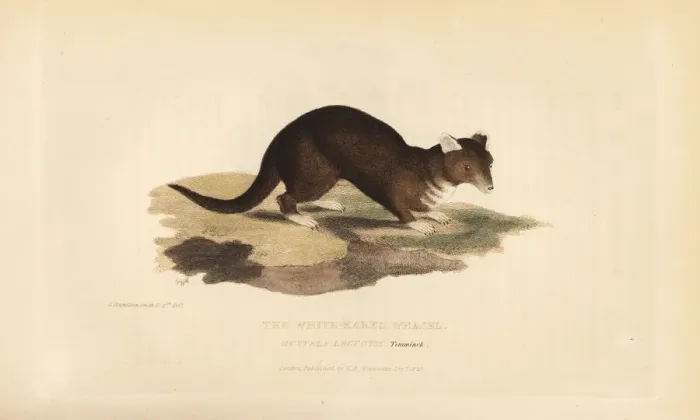 Framed Print : Yellow-throated marten, Martes flavigula Framed Print : Yellow-throated marten, Martes flavigula