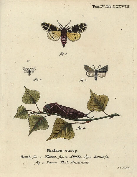 Yellow tiger moth, white ermine larva, etc