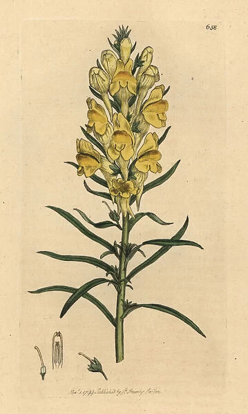 Yellow toad-flax, Linaria vulgaris