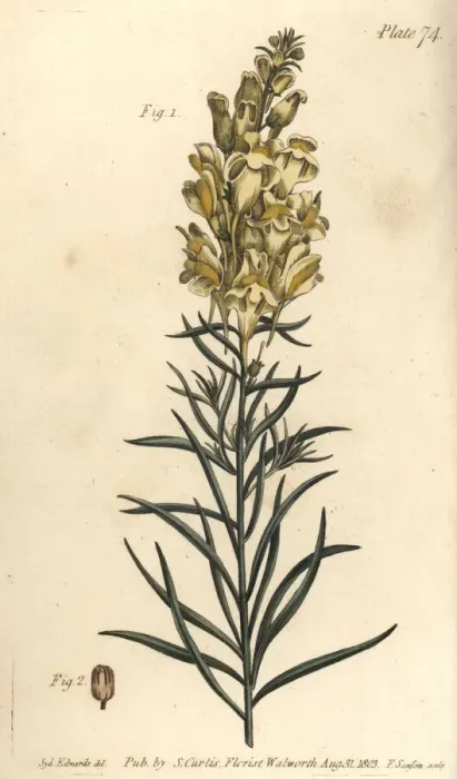 Framed Print : Yellow toad flax or snapdragon, Antirrhinum Framed Print : Yellow toad flax or snapdragon, Antirrhinum