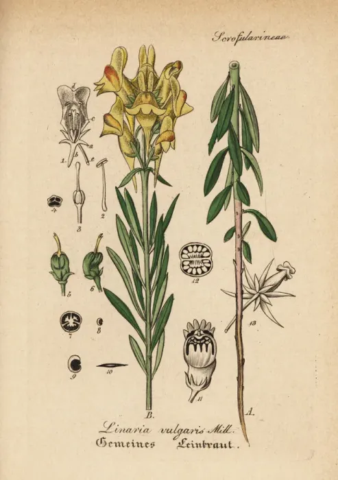 Framed Print : Yellow toadflax, Linaria vulgaris Framed Print : Yellow toadflax, Linaria vulgaris