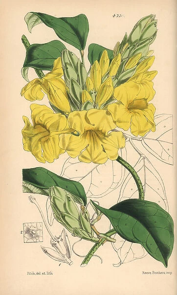 Yellow trumpet vine, Adenocalymna comosum