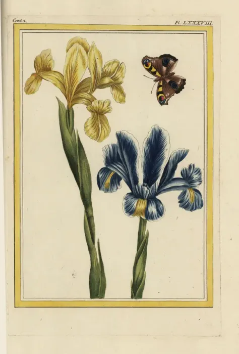 Framed Print : Yellow and violet iris varieties, Iris germanica Framed Print : Yellow and violet iris varieties, Iris germanica