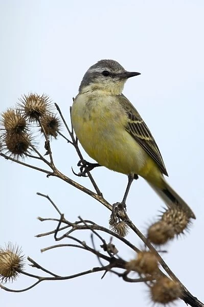 Yellow Wagtail - adult female - alarmed on a dry