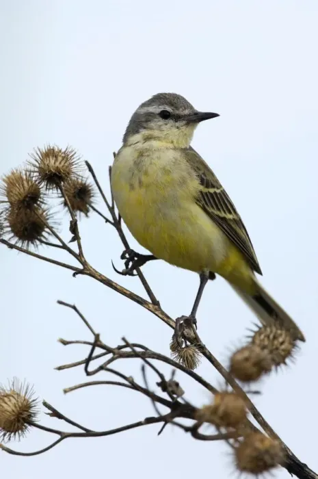 Framed Print : Yellow Wagtail - adult female - alarmed on a dry Framed Print : Yellow Wagtail - adult female - alarmed on a dry
