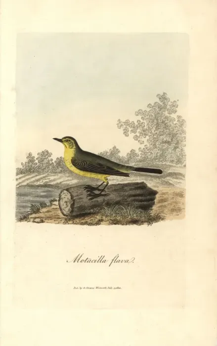 Framed Print : Yellow wagtail, Motacilla flava Framed Print : Yellow wagtail, Motacilla flava