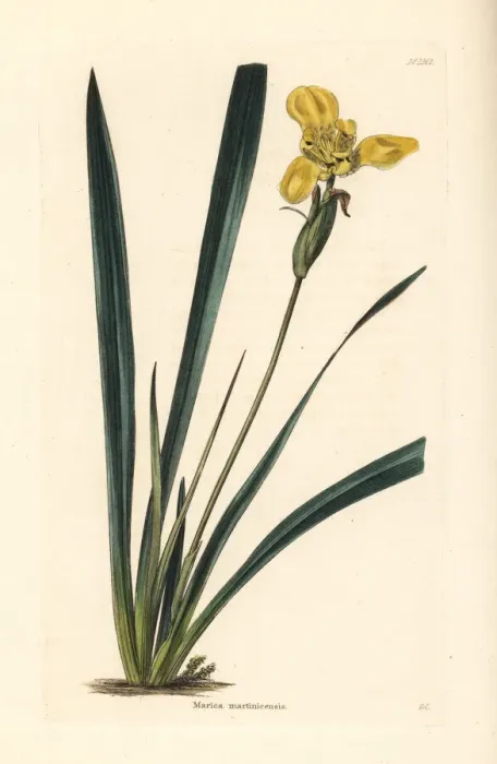 Framed Print : Yellow walking iris, Trimezia martinicensis