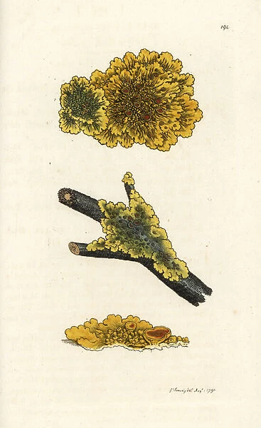 Yellow wall lichen, Lichen parietinus