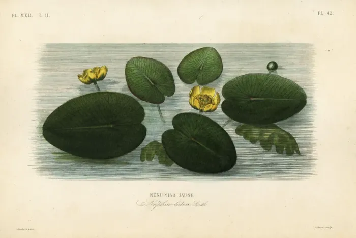 Framed Print : Yellow water-lily, Nuphar lutea Framed Print : Yellow water-lily, Nuphar lutea