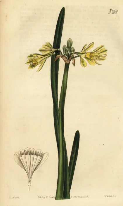 Framed Print : Yellow Wilcannia lily, Calostemma luteum Framed Print : Yellow Wilcannia lily, Calostemma luteum