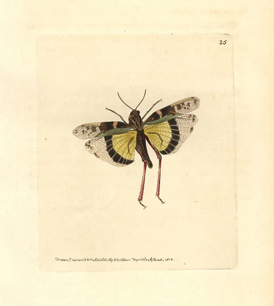 Yellow-winged locust, Gastrimargus musicus