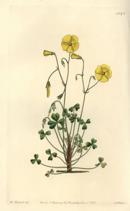 Framed Print : Yellow woodsorrel, Oxalis micrantha