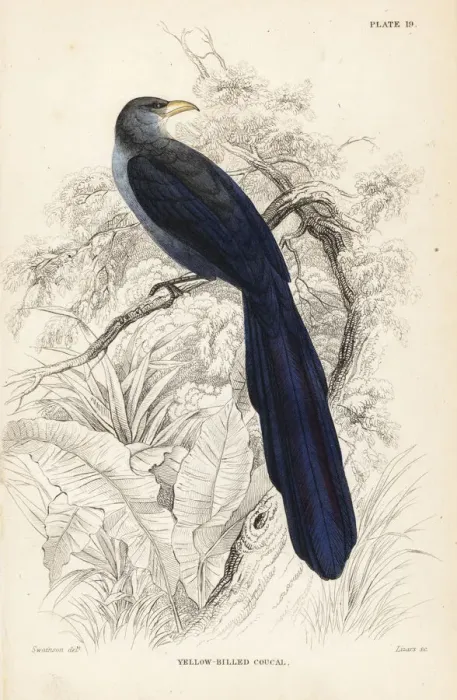 Framed Print : Yellowbill (Senegal), Ceuthmochares aereus flavirostris Framed Print : Yellowbill (Senegal), Ceuthmochares aereus flavirostris
