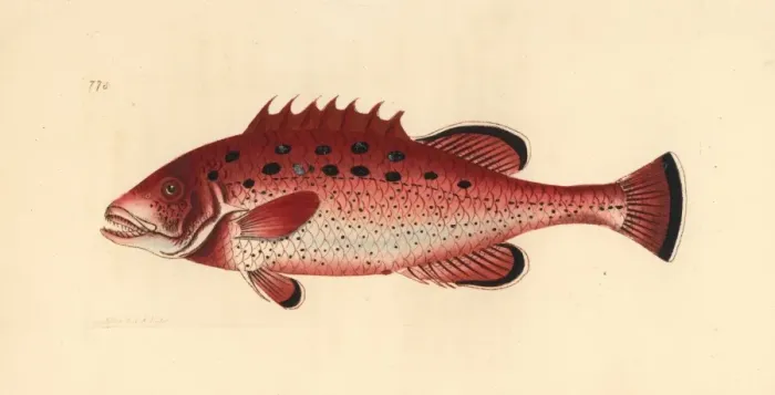 Framed Print : Yellowfin grouper, Mycteroperca venenosa Near threatened Framed Print : Yellowfin grouper, Mycteroperca venenosa Near threatened
