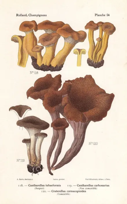 Framed Print : Yellowfoot, firesite funnel and horn of plenty Framed Print : Yellowfoot, firesite funnel and horn of plenty