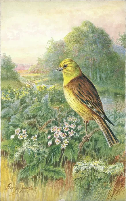 Framed Print : Yellowhammer Framed Print : Yellowhammer