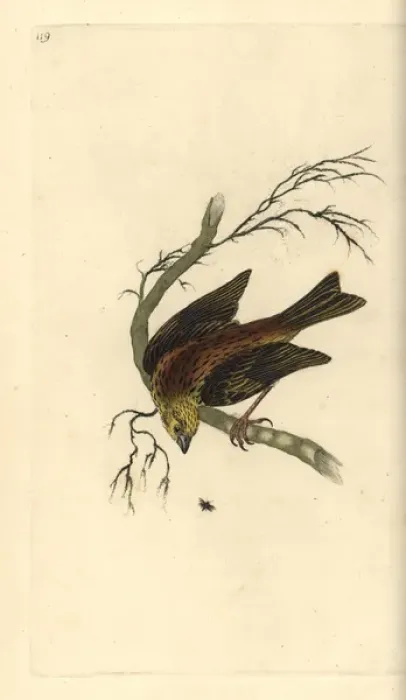 Framed Print : Yellowhammer, Emberiza citrinella Framed Print : Yellowhammer, Emberiza citrinella