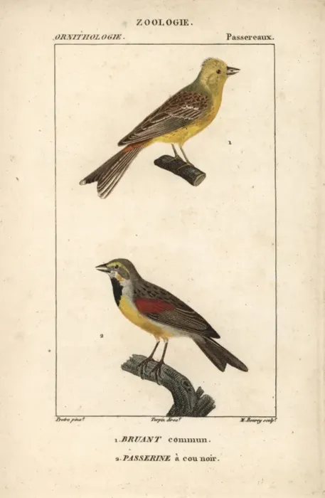 Framed Print : Yellowhammer, Emberiza citrinella, and dickcissel Framed Print : Yellowhammer, Emberiza citrinella, and dickcissel