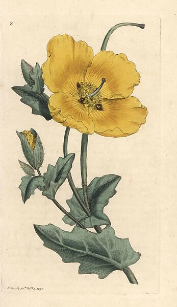 Yellowhorn poppy, Glaucium flavum