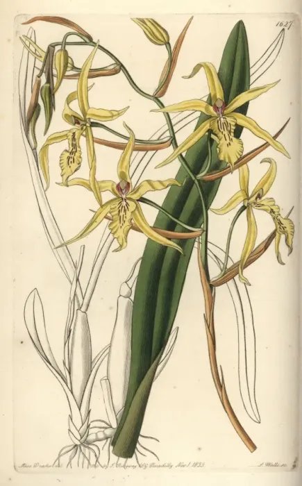 Framed Print : Yellowish miltonia orchid, Miltonia flavescens Framed Print : Yellowish miltonia orchid, Miltonia flavescens